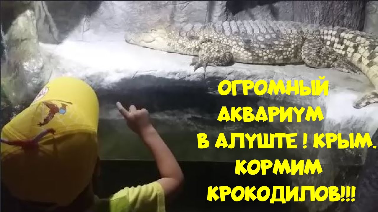 Я кормила крокодила навещала песня. Крокодил в океанариуме. В Крыму есть крокодилы. Шоу белый крокодил Крым.