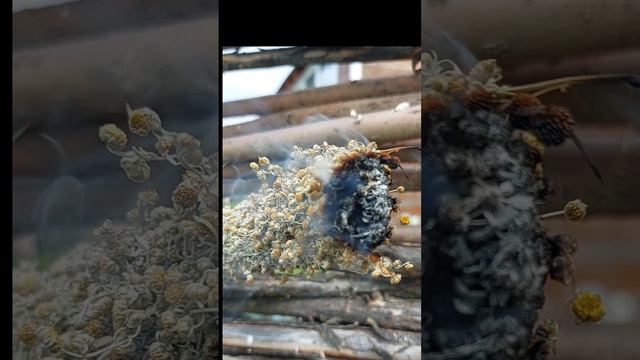 Скрутки для окуривания