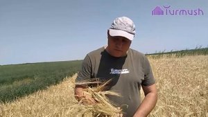 Урожайность ячменя на севере Кыргызстана в 3 раза выше