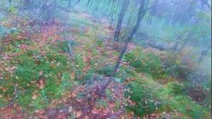 торфяные болота Гримпенская трясина Графство Сестрорецк