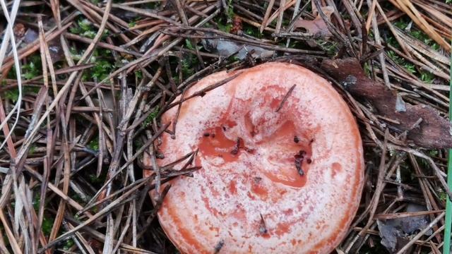 Грибы. Небольшая фотоссесия трофеев. Рыжик боровой, маслята, моховик и белый груздь. смотреть онлайн