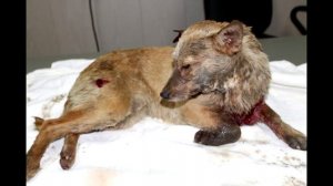 Пес по кличке Бой