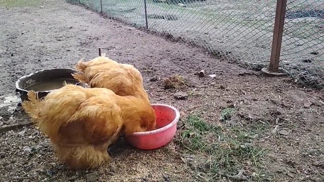 Вертячка, нарушения координации движения у кур//Болезнь Ньюкасла индюки  шатаются как пьяные.