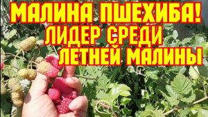 Малина Пшехиба, плодоношение на прошлогодних  побегах!