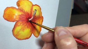 hibiscus flower watercolor painting without a sketch in a few minutes