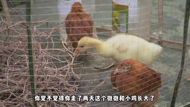 做10斤麻辣小龍蝦，小雨和金老師吃著龍蝦喝著啤酒，安逸得很！#市民朱小雨 смотреть онлайн