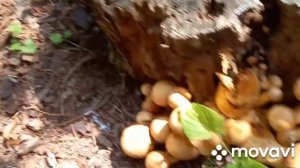 ❗УРА❗СНОВА НАШЛА ГРИБЫ❗НАЛЬЧИК, _ГРУШЕВАЯ РОЩА_❗