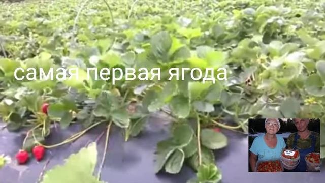 #ранняяклубника#клубникаквики#сладкийсортклубники#квики# самая ранняя клубника