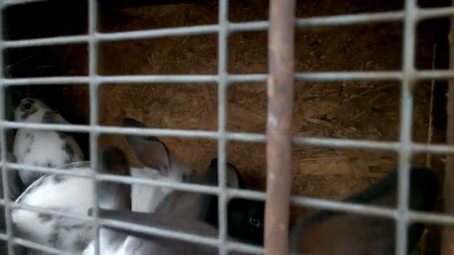 чем обработать кроличьи клетки от насекомых смотреть онлайн