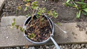 Удобрила свои Пеларгонии и Гортензии Янтарной кислотой. Дешевое удобрение из аптеки.