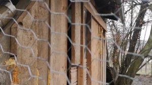 Средство от поноса для телят ?(чёрный чай?)