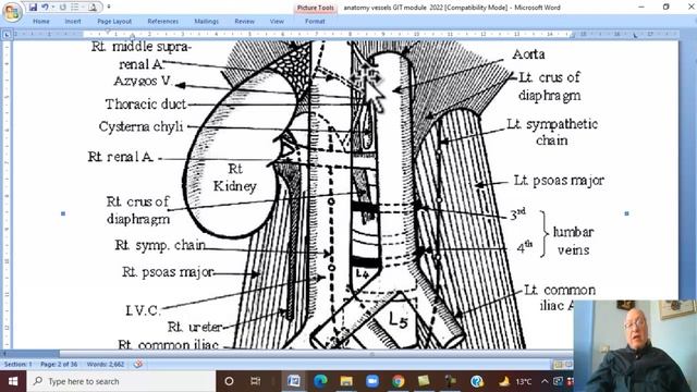 Anatomy GIT Module in Arabic 49 ( Abdominal Aorta) , by Dr, Wahdan смотреть онлайн