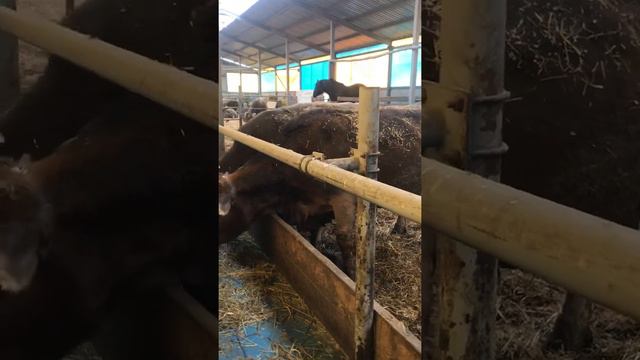 Ферма Умного Константина Воскресенский район смотреть онлайн