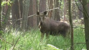 Лось летом в лесу