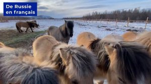 Якутская лошадь, самая морозостойкая лошадь в мире. Оймякон
