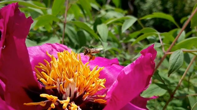 Пчела опыляет пион. смотреть онлайн