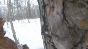 Личинка короеда, как найти зимой, видео rybachil.ru