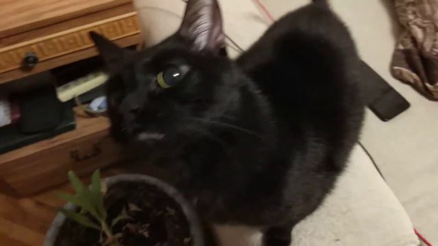 Кот Маврик умеет говорить "мама" смотреть онлайн