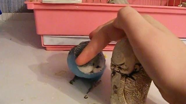 Попугай любит любит когда его чешут смотреть онлайн