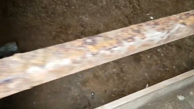 Откорм Бычков голштинской породы