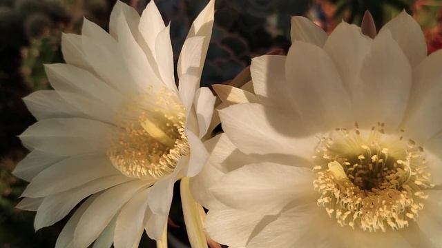 Цветение Эхинопсиса- венец июня.