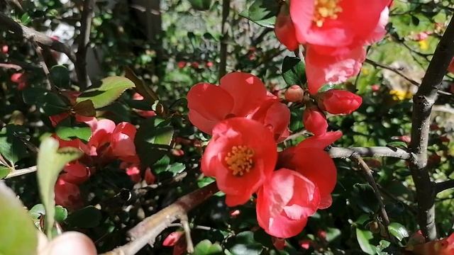 + японская айва (Chaenoméles japónica) в цвету. май 2022.mp4