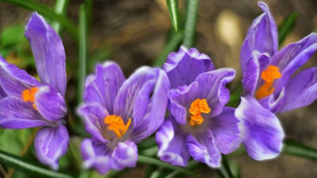 МАКРОЦВЕТЫ смотреть онлайн