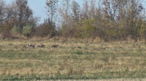 Охота Грейхаунды на зайца