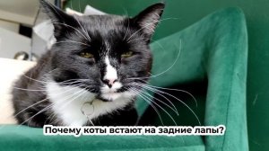 Почему коты встают на задние лапы? ?