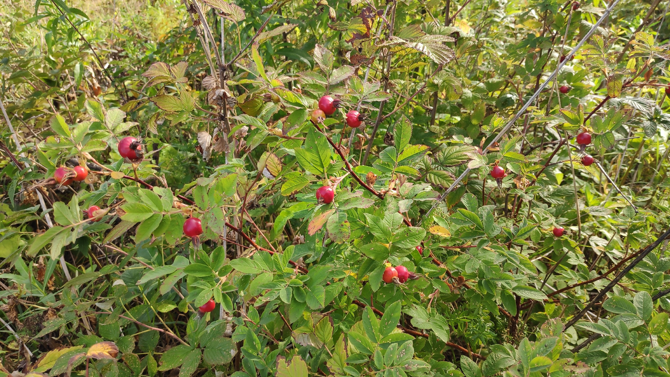 Собрали ведро шиповника! в лес 20 авг 2023 1ч смотреть онлайн