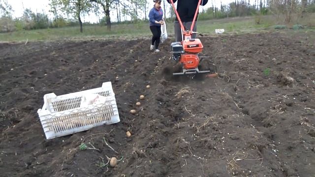 Посадка картошки под мотоблок FORTE 1050G без грунтозацепов смотреть онлайн
