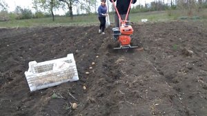 Посадка картошки под мотоблок FORTE 1050G без грунтозацепов