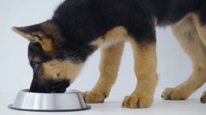 8 Things You Must Never Do to Your German Shepherd