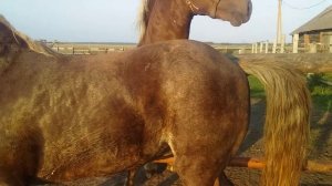 ЖЕРЕБЕЦ КУПИЛИ КОБЫЛИЦУ и подвели к жеребцу