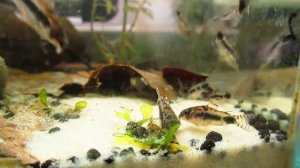 Коридорас хаброзус (Corydoras habrosus)