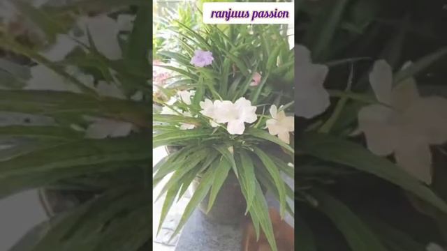 Mexican Petunia  malayalam