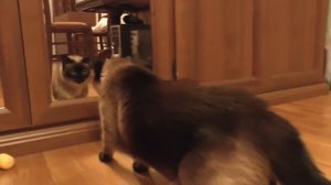 Кошка шипит на зеркало