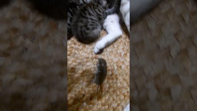 Недоношенный смотреть онлайн