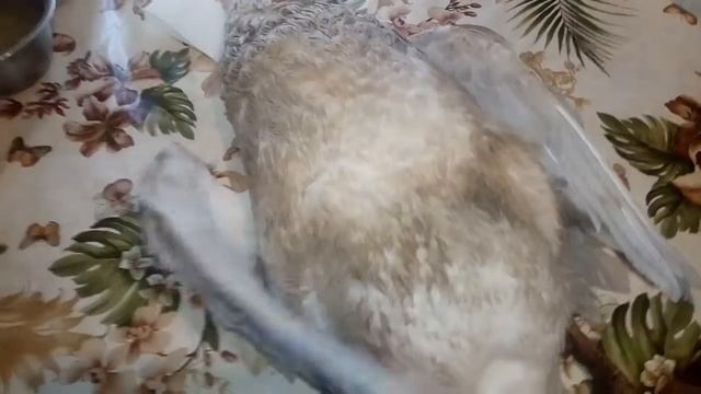 Вес кроликов в три месяца, убрали гуся смотреть онлайн