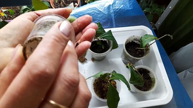 Укоренение Брунфельсии (эксперимент) смотреть онлайн