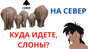 Куда идут китайские слоны?