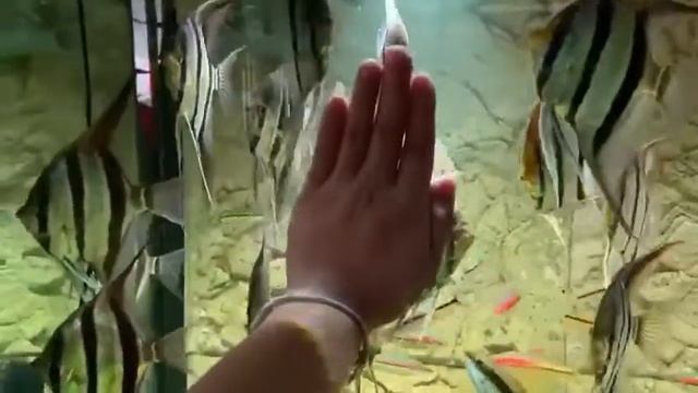 Альтумы Ориноко от Vince Enggy смотреть онлайн