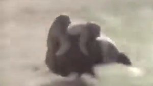 Обезьяны на кабане