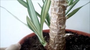 Юкка пестролистная.    Как размножить юкку?
