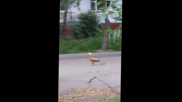 Утка с утятами гуляет по дороге в центре Москвы смотреть онлайн