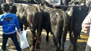 ЯНГИ МОЛ БОЗОР НАРХЛАРИ ТЕПАКУРГОН БОЗОРИ