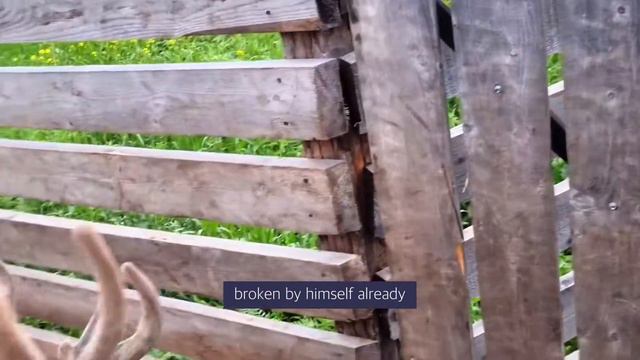 Day 48 Кореянка на Алтае | Altai Deer Farm | Пантовые ванны | Оленья ферма | Пептидная косметика
