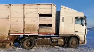 Жизнь дальнобойщика//перевозка коров//Татарстан-Башкирия//перевозка на убой