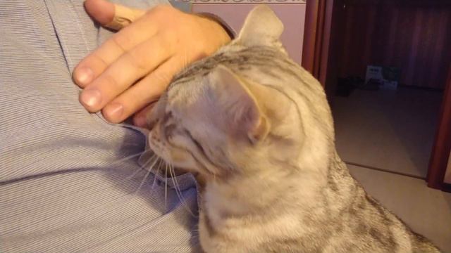 Бенгальский кот пытается откусить пуговицу. 猫 смотреть онлайн