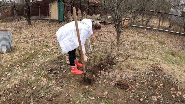 Первый раз на даче в сезоне 2023. Вот это весна! смотреть онлайн